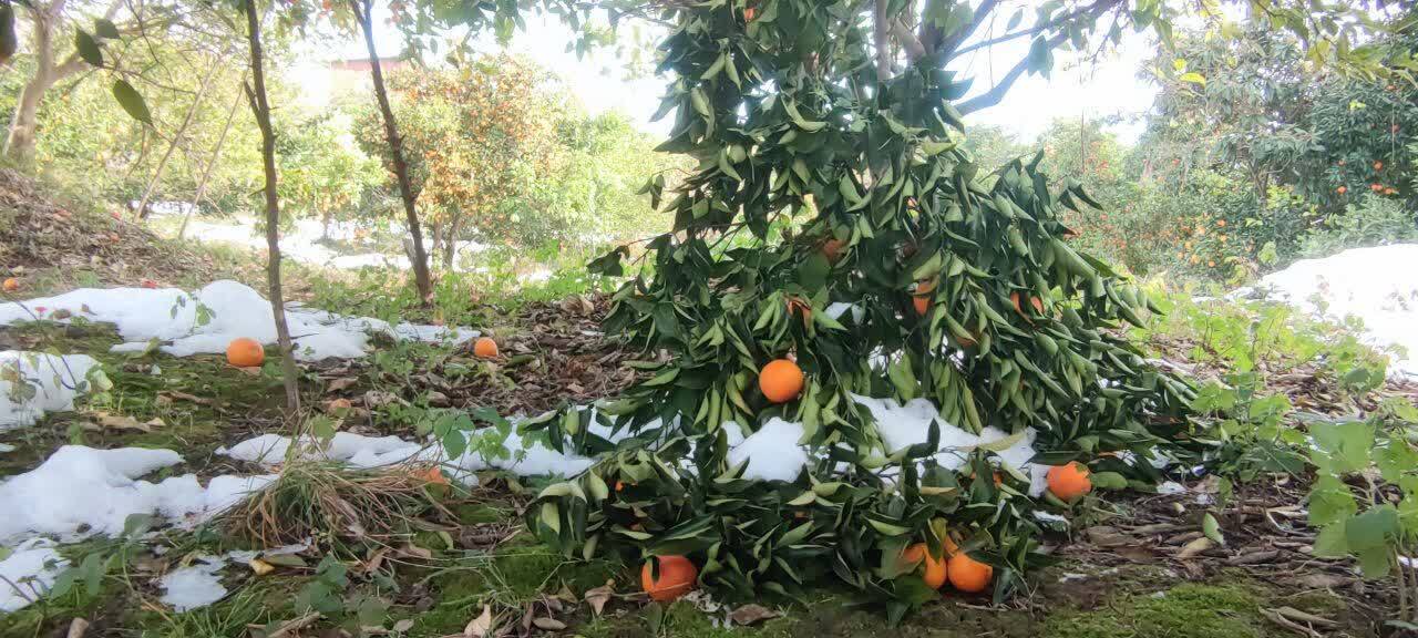 بارش برف به مرکبات روستای حاجیکلاصنم قائمشهر خسارت زد + عکس