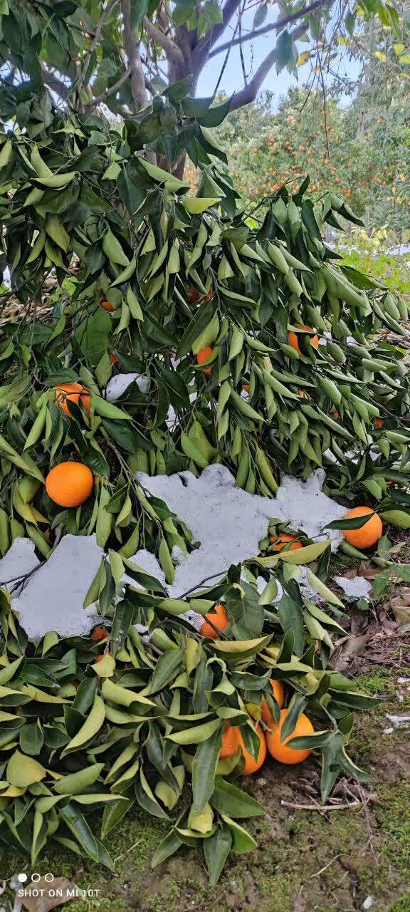 بارش برف به مرکبات روستای حاجیکلاصنم قائمشهر خسارت زد + عکس