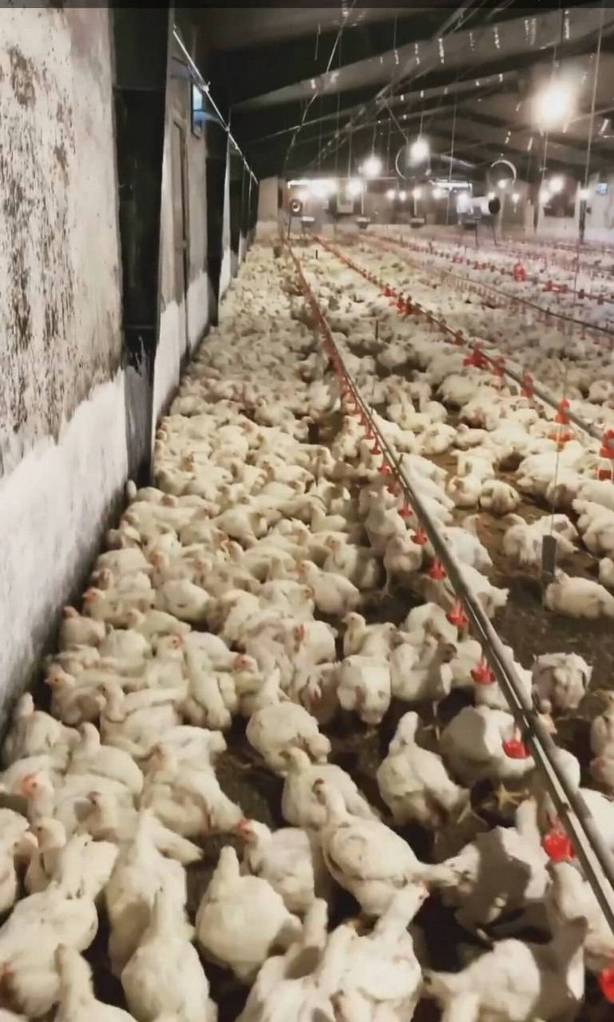 باشگاه خبرنگاران -ساوجبلاغ؛ محور تأمین و تنظیم بازار البرز با تکیه بر تولید و ذخیره‌سازی راهبردی