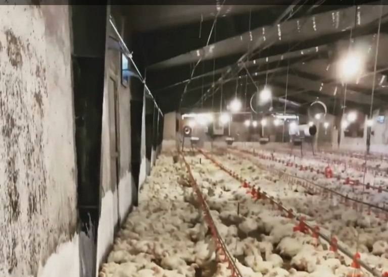 ساوجبلاغ؛ محور تأمین و تنظیم بازار البرز با تکیه بر تولید و ذخیره‌سازی راهبردی