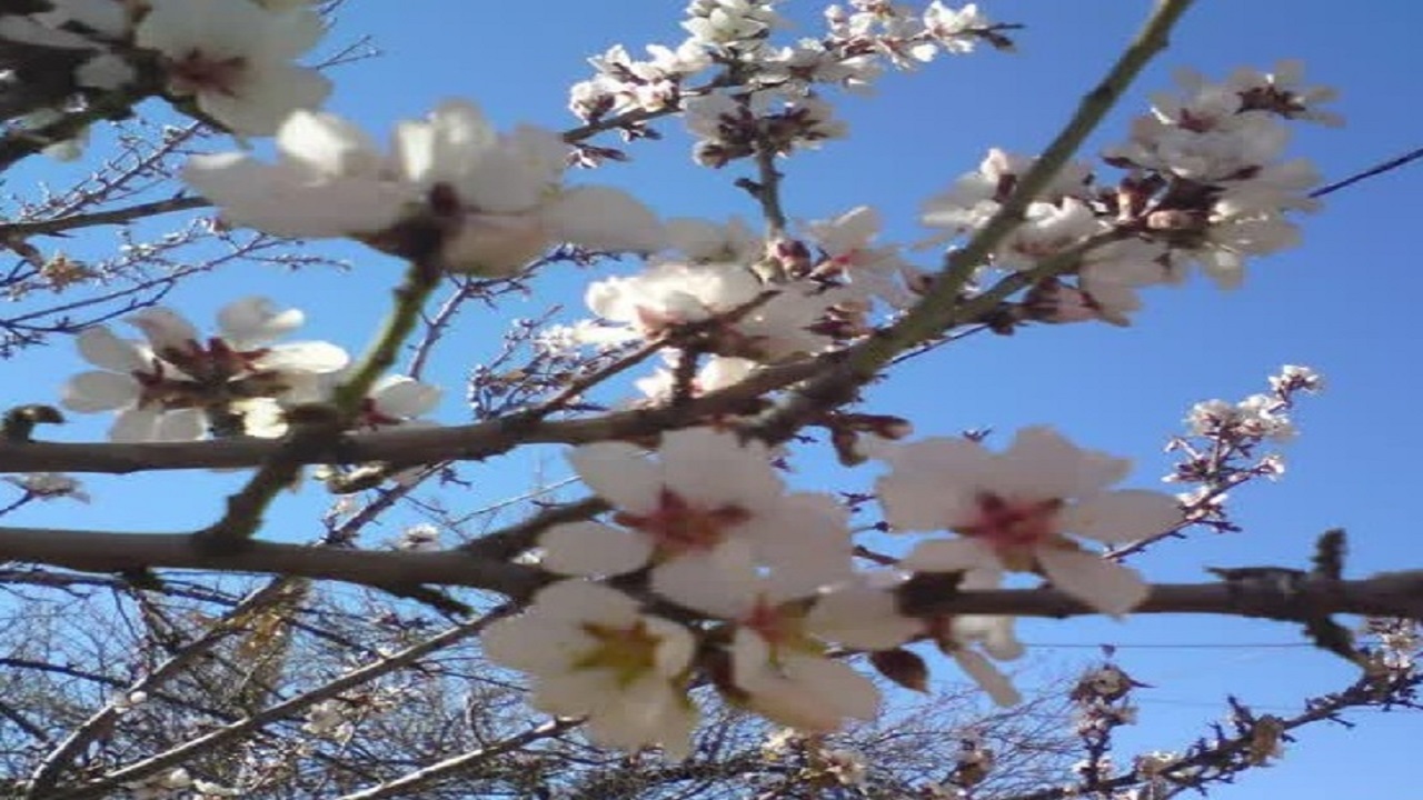 شکوفه‌های زودهنگام بهار در روستای بیدهند قم