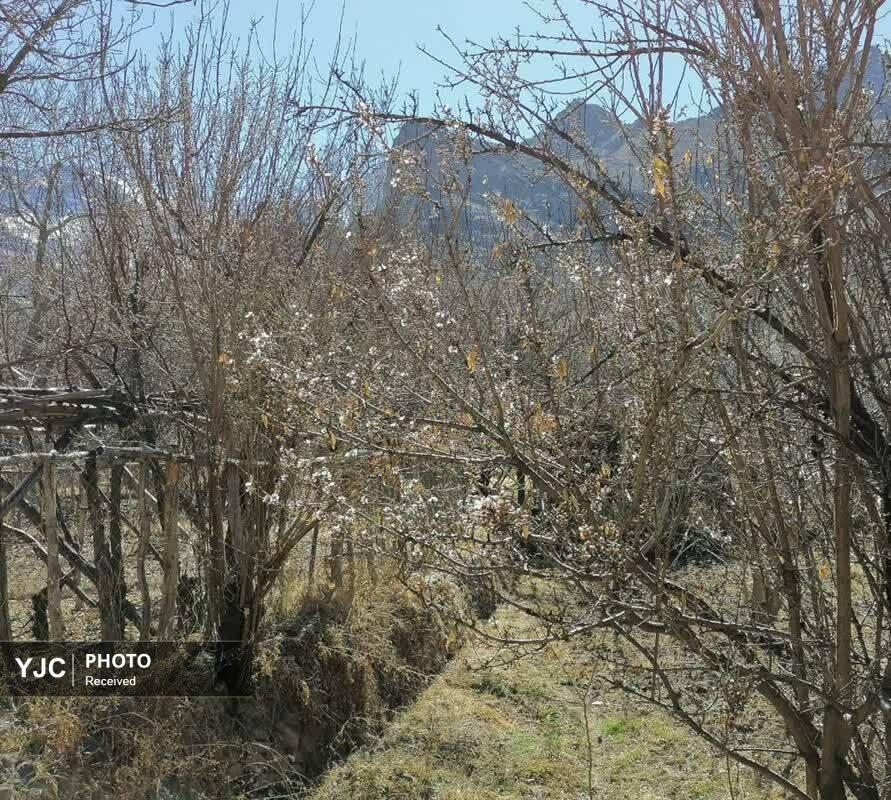 شکوفه&zwnj;های زودهنگام بهار در روستای بیدهند قم