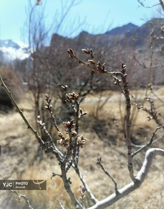 شکوفه&zwnj;های زودهنگام بهار در روستای بیدهند قم