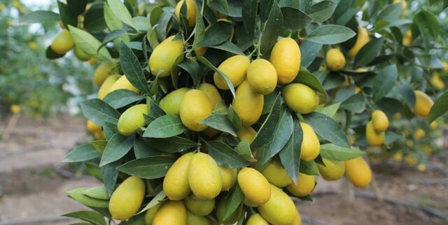 لیمو لیسبون جهرم به افغانستان صادر شد/ ۲۵ تن لیمو، روز گذشته از مرز میلک عبور کرد