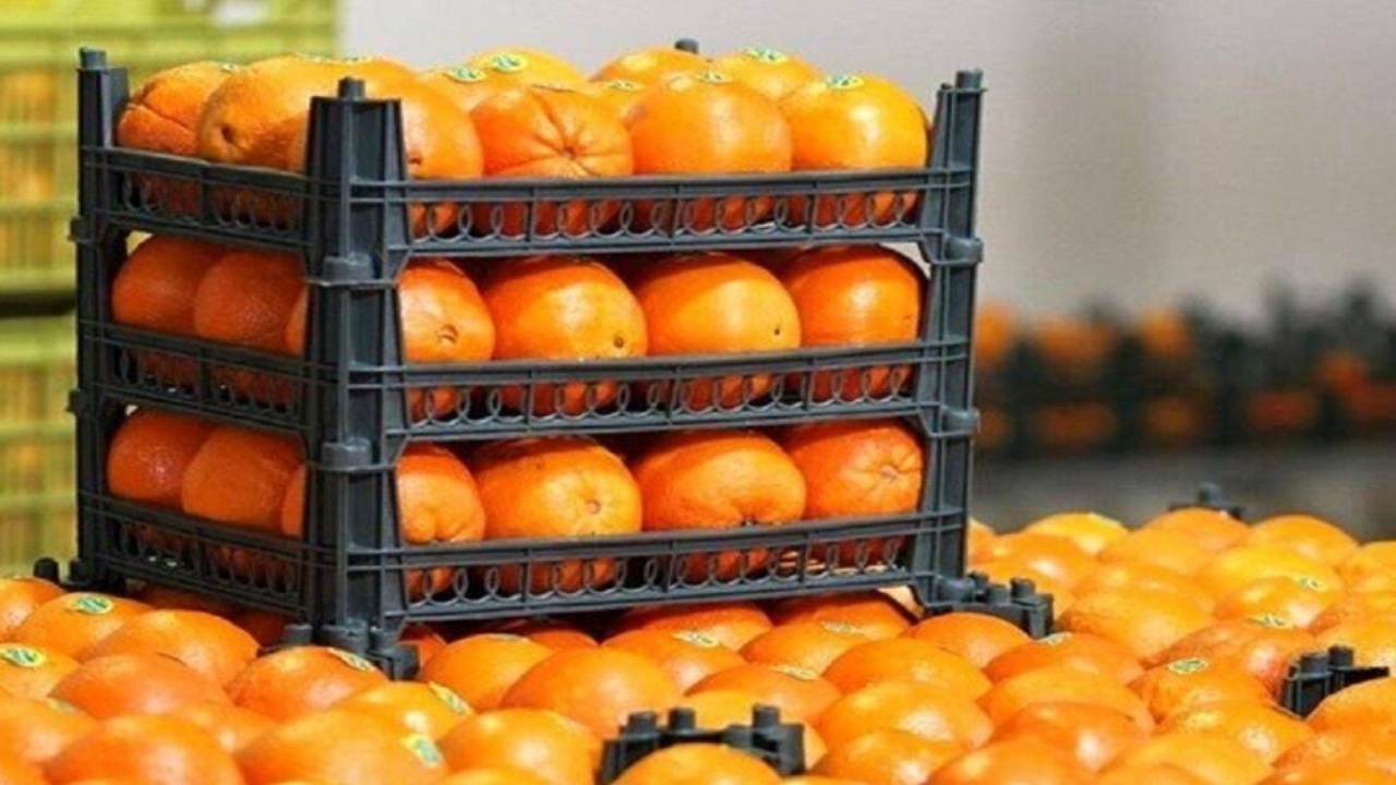 آغاز توزیع گسترده میوه شب عید؛ افزایش سه برابری مراکز عرضه