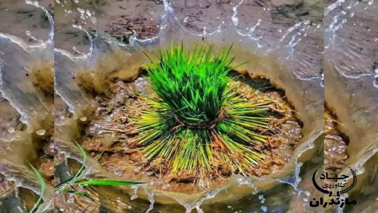 توزیع بذر برنج در بهشهر آغاز شد