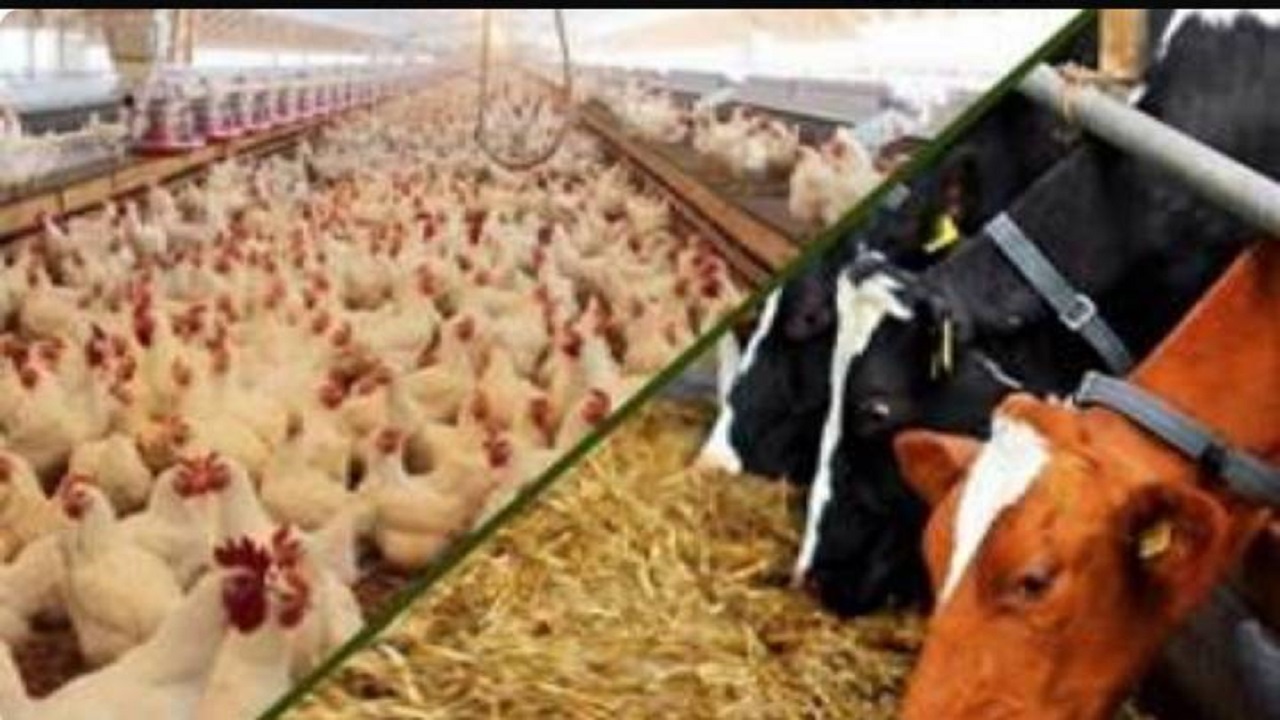 انجام بیش از ۲ میلیون و ۱۶۵هزار مورد معالجه دام و طیور در اذربایجان غربی