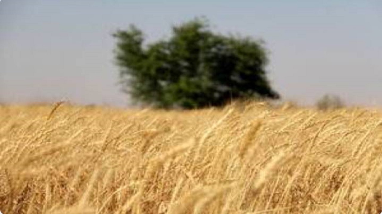 راه اندازی ۷۶ سایت مقایسه‌ای گندم و جو در آذربایجان غربی