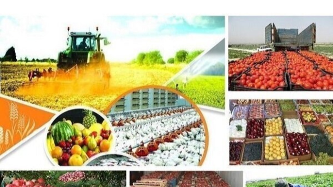 افزایش ۲۵ درصدی تولید محصولات کشاورزی در ایرانشهر