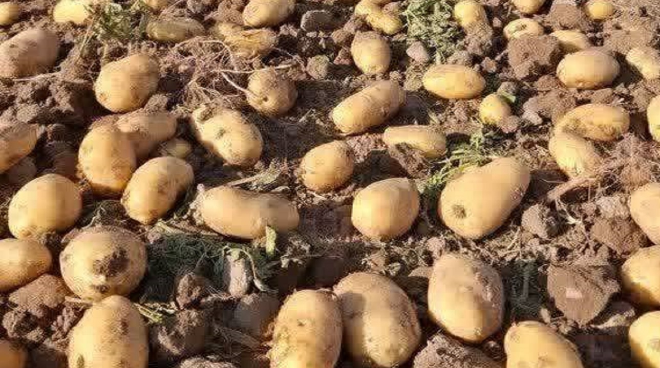 برداشت سیب زمینی طرح استمرار در جنوب کرمان