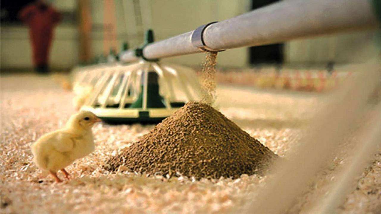 ذخیره سازی ۷۴هزار تن نهاده دامی در انبارهای کردستان