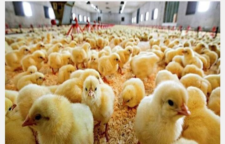 بیش از ۵۶ میلیون جوجه ریزی در واحدهای پرورش مرغ و بوقلمون آذربایجان غربی