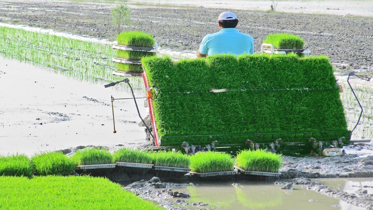 پوشش ۱۰۰ هکتار از شالیزار‌های سوادکوه در طرح جهش تولید برنج