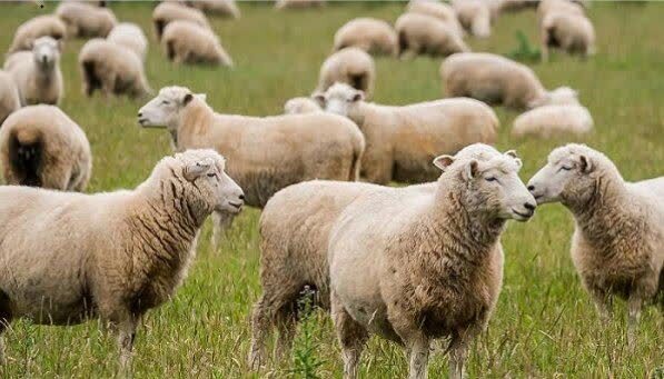 اجرای طرح تولید ملی در دامداری‌های فارس با تخصیص ۱۷۰۰ میلیارد ریال تسهیلات