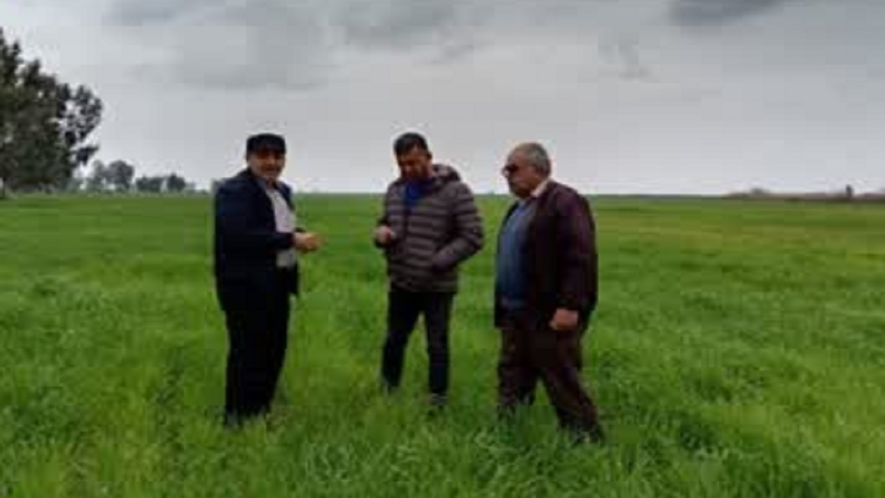 نظارت میدانی بر ۳۷۰۰ هکتار از مزارع طلایی؛ گندمزار‌های میاندورود زیر ذره‌بین کارشناسان