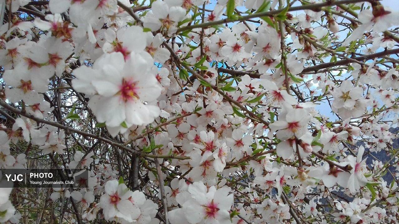  جلوه‌گری شکوفه‌های بهاری در واپسین روز‌های اسفند در خرم‌آباد + فیلم