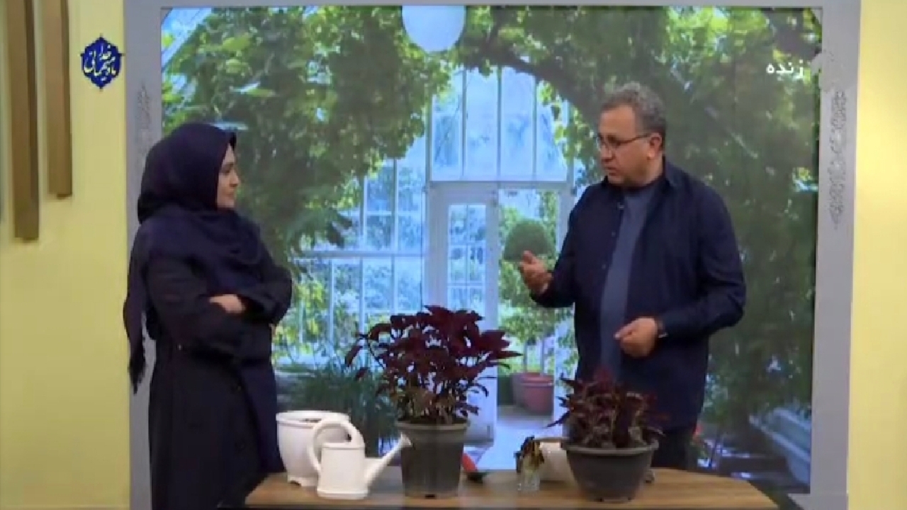 روش صحیح آبیاری گیاه حسن یوسف + فیلم