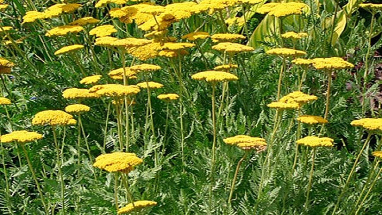 برخورد قضایی با برداشت کننده نامتعارف گیاهان دارویی در مراغه