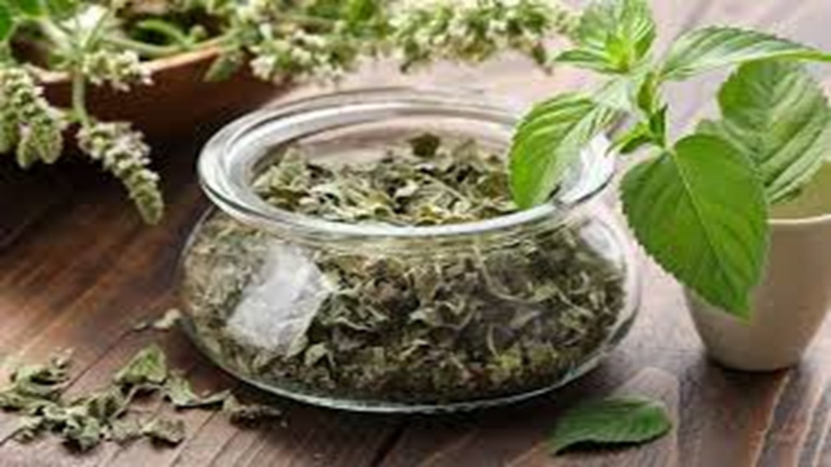 جشنواره برداشت چای در شفت + فیلم