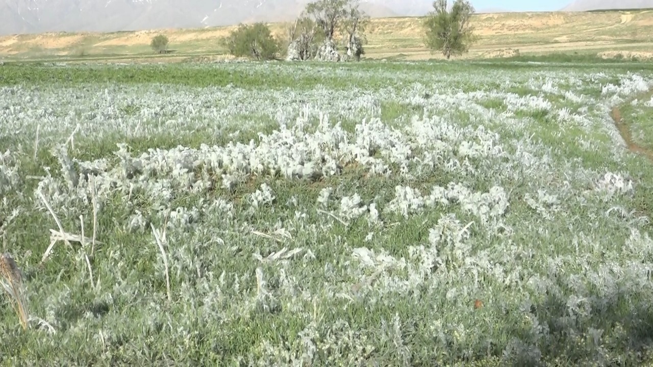 یخ زدگی زمین های کشاورزی در شهرستان بوئین میاندشت + فیلم