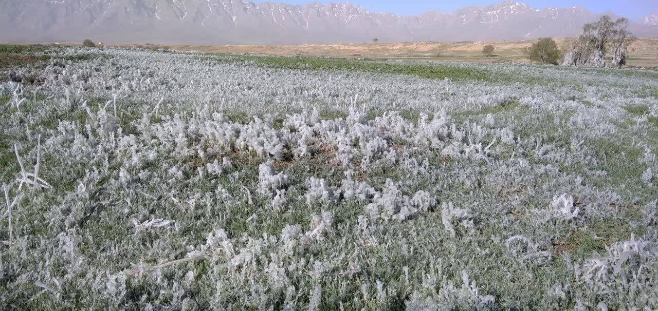 یخ زدگی مزارع گندم در بويین میاندشت