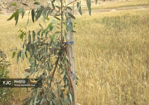 قلع و قمع ۱۸۰ اصله درخت در روستای منگنان باغملک
