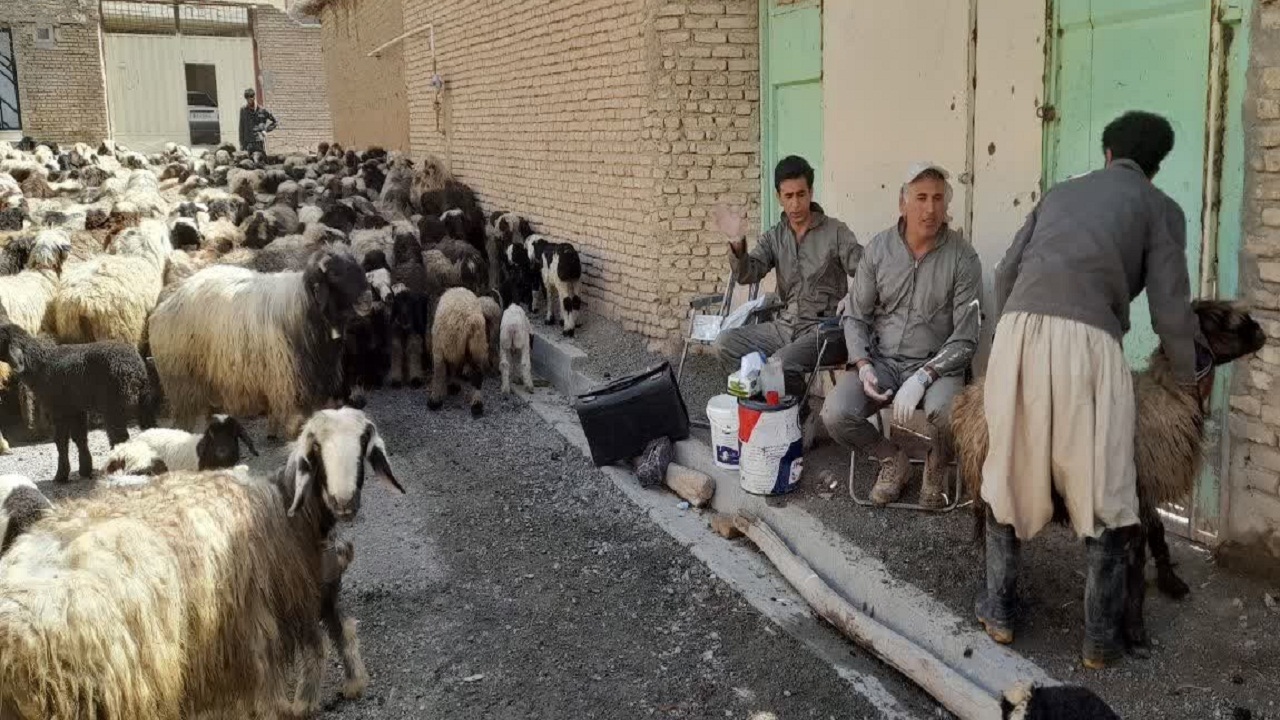 آغاز پرورش گوسفندان پربازده در شهرکرد