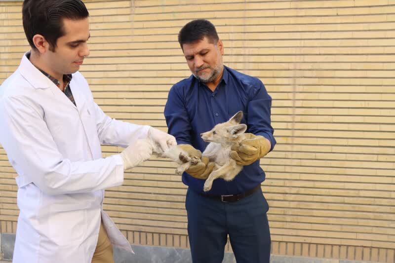 تلاش برای نجات دو توله روباه آسیب&zwnj;دیده در قم