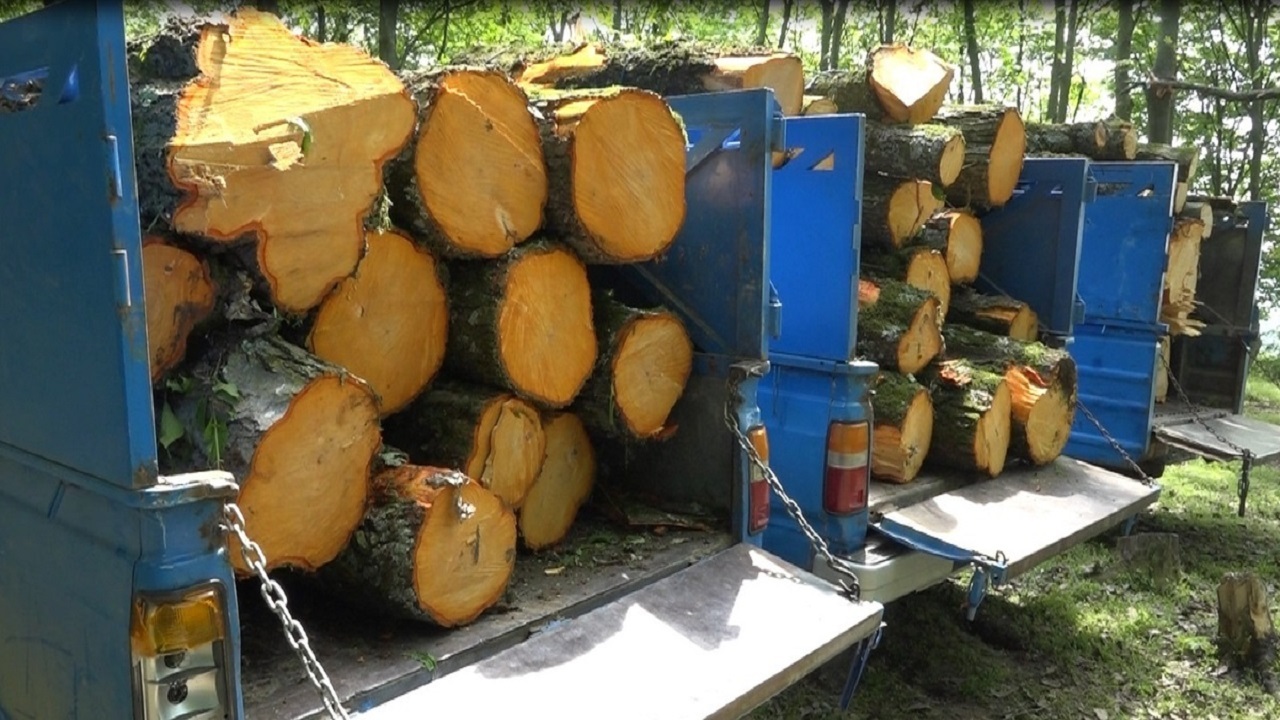کشف ۴ تن چوب قاچاق در آوج 