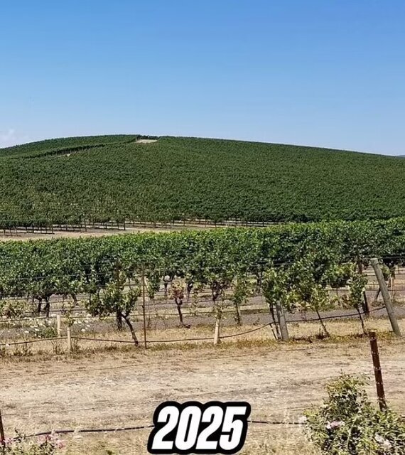 سرنوشت تلخ پسزمینه ویندوز XP پس زمینه ویندوز XP در سال 2025