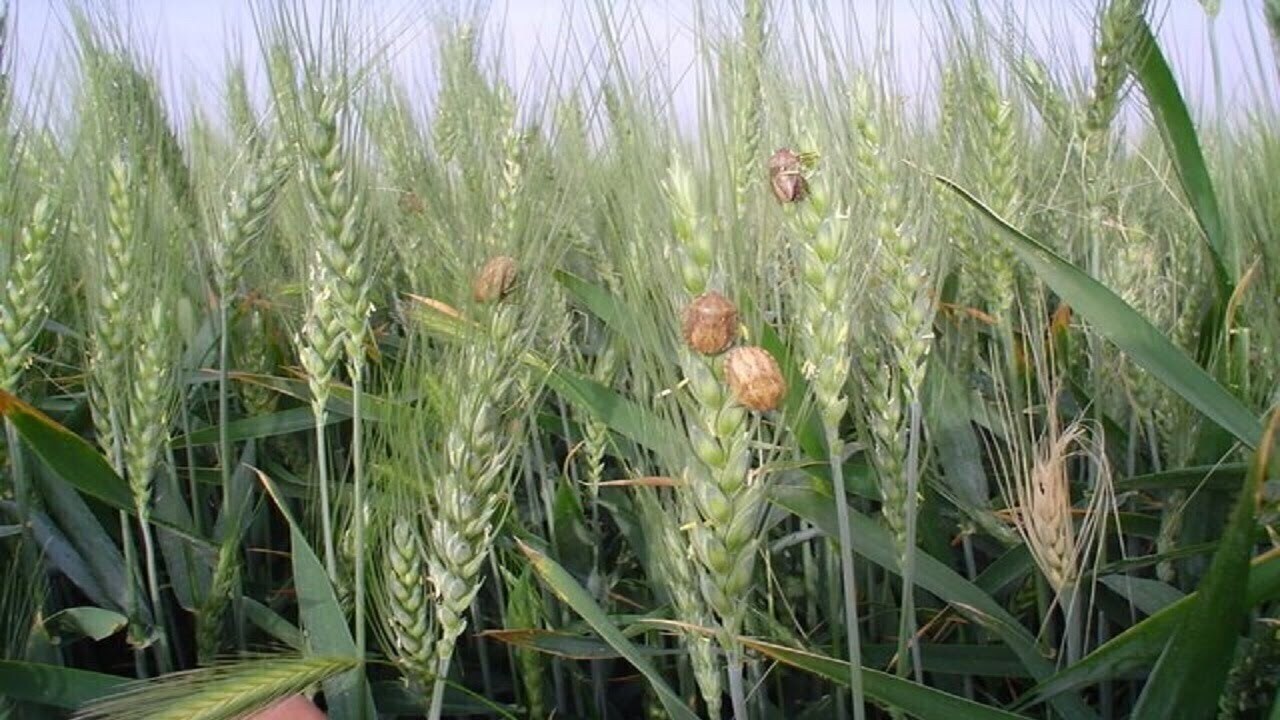 سطح مبارزه علیه آفت سن گندم به یک میلیون و ۹۰۰ هزارهکتار رسید