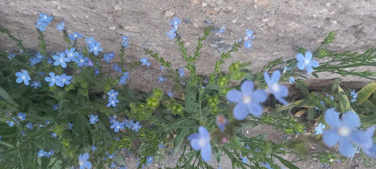 چشم نوازی دشت گل گاوزبان در لارستان