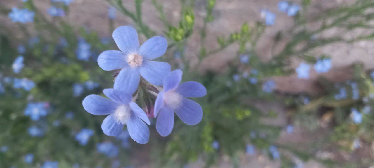 گل گاوزبان