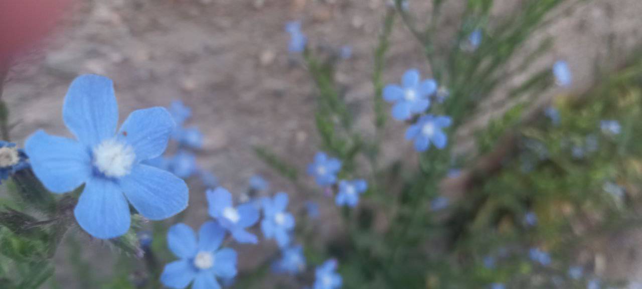 دشت گل گاوزبان