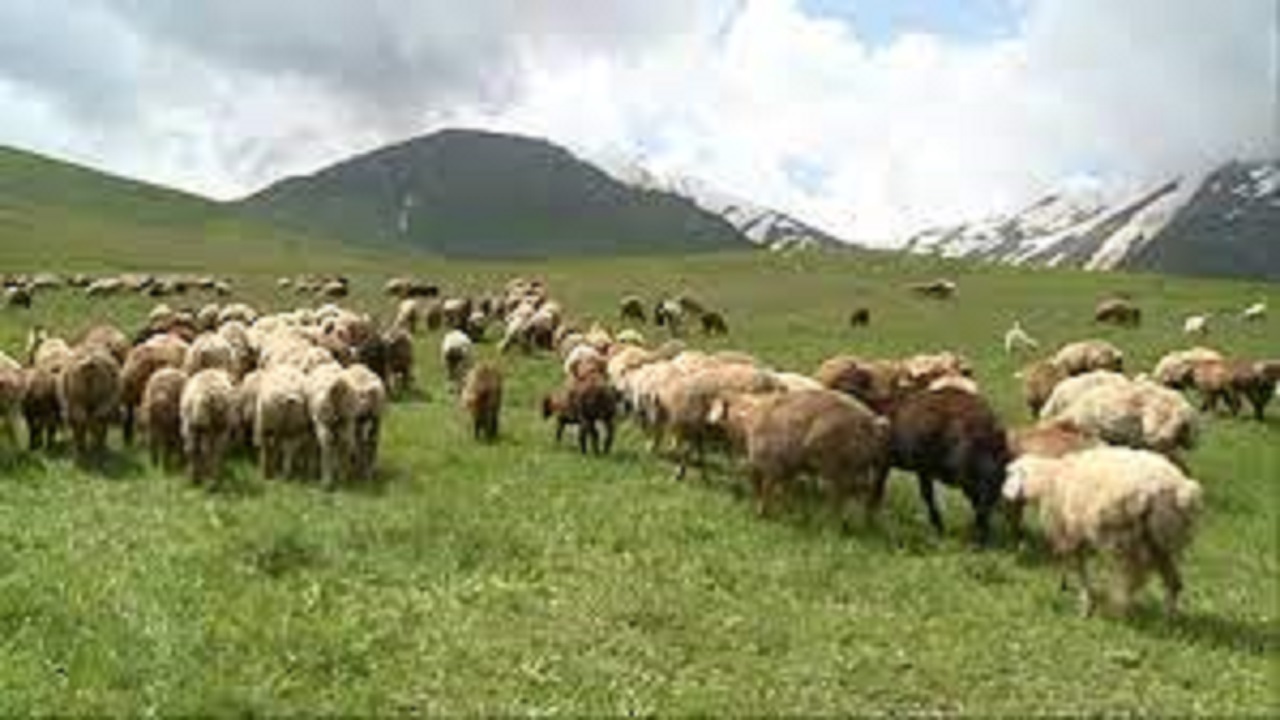 احیای ۹۰۰ هزار هکتار مرتع در اردبیل