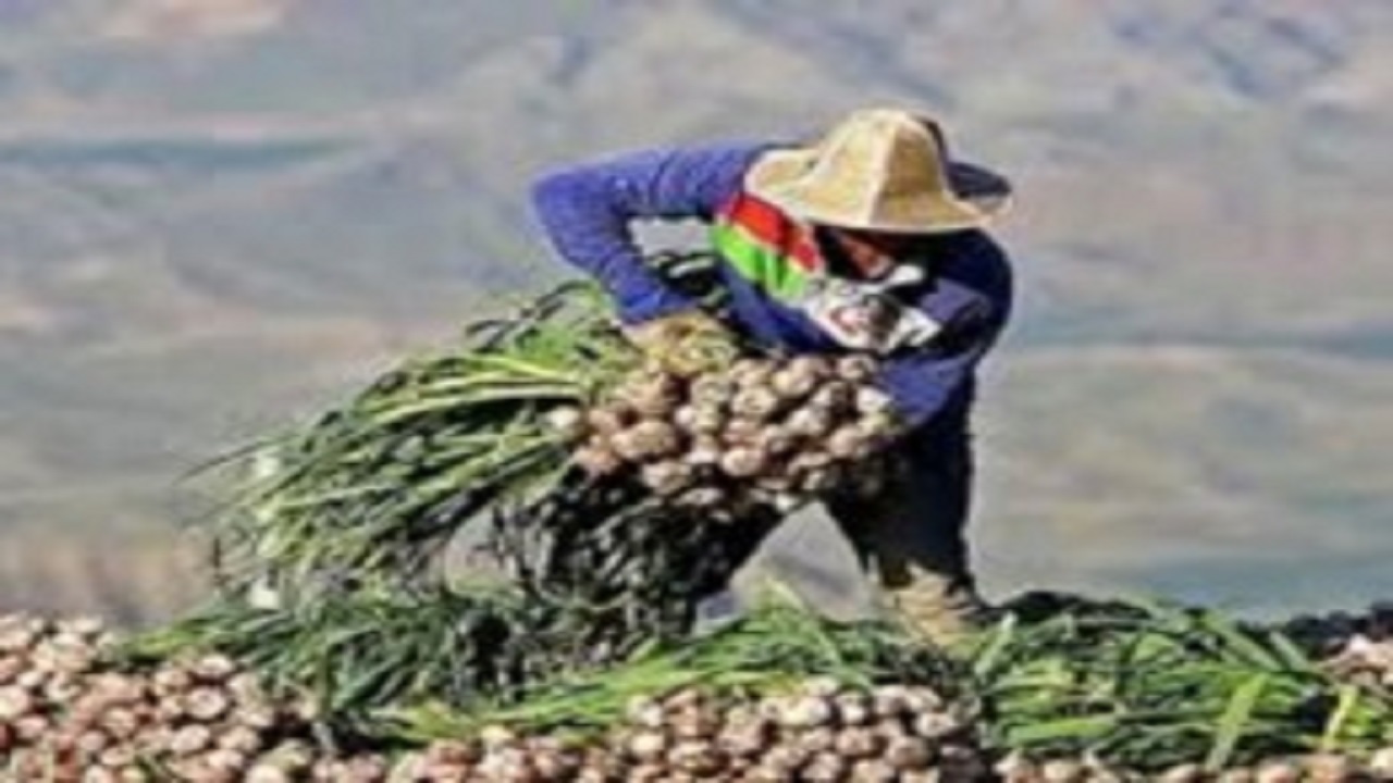 پیش‌بینی تولید ۵۰ هزار تن محصول سیر در شهرستان پارس آباد