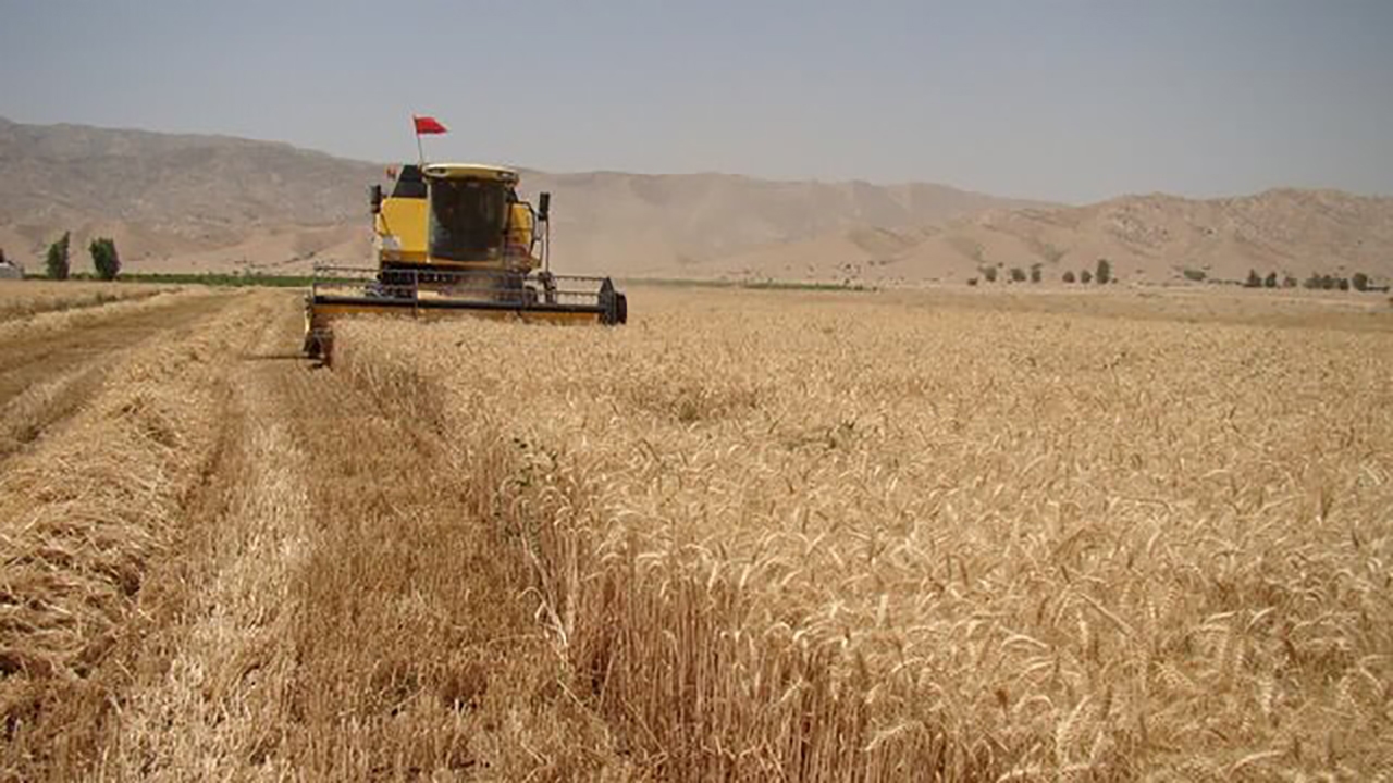 کام گندمکاران شیرین شد/ پرداخت مرحله اول طلب کشاورزان