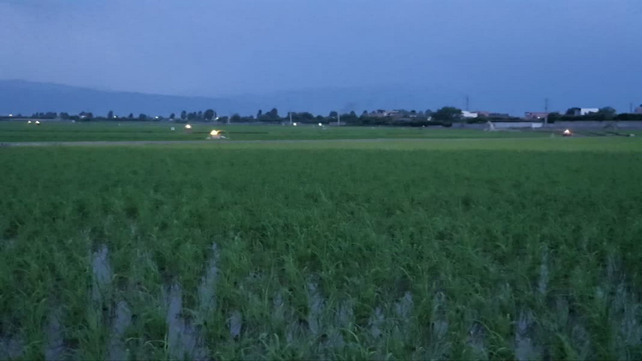 ۲۸۲ هکتار شالیزار زیر ذره‌بین؛ نگرانی کشاورزان بابلی از آفت برنج