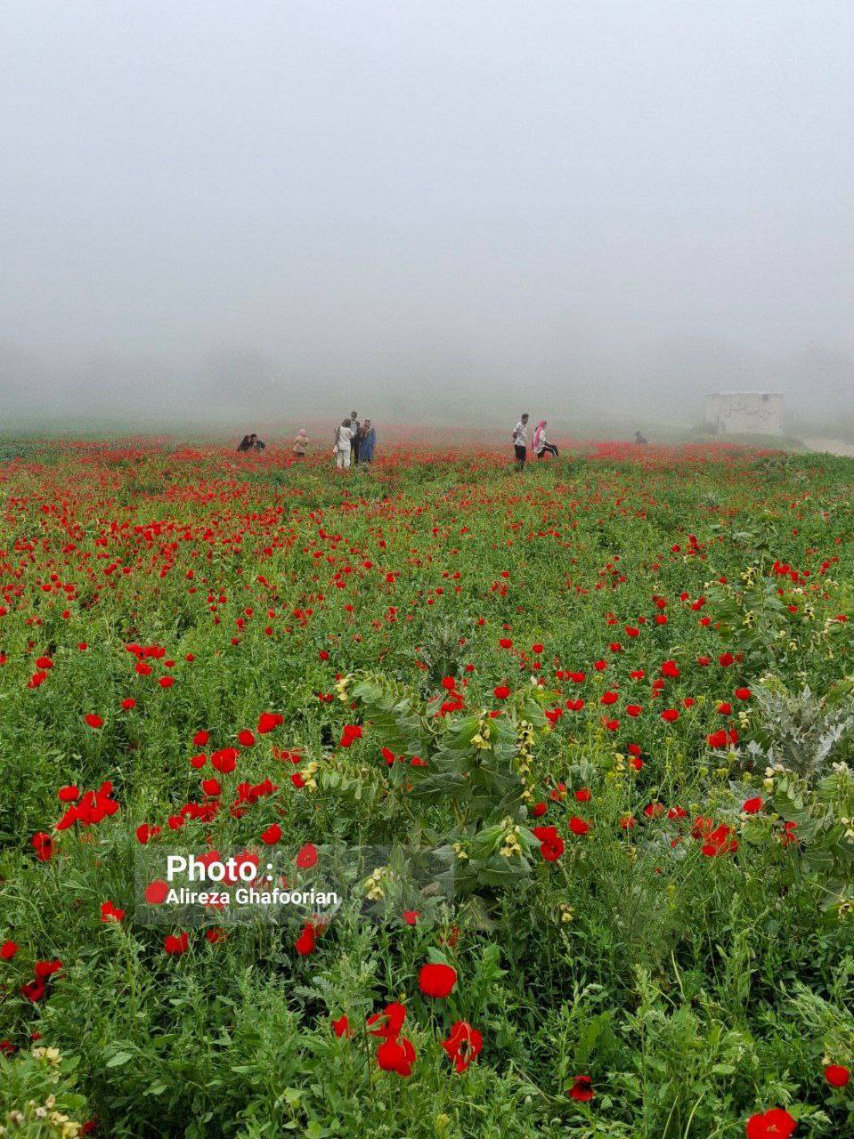 رنگین شدن روستای کرنگ کالپوش میامی رنگین شدن روستای کرنگ کالپوش میامی