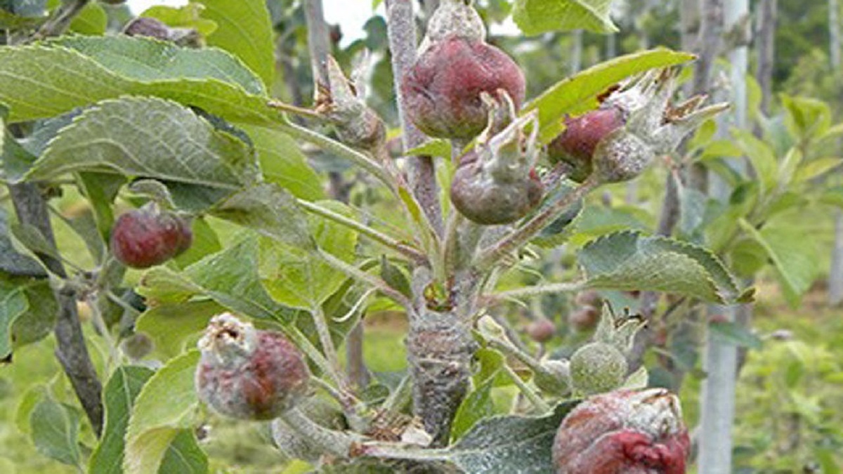 باشگاه خبرنگاران -سرمازدگی به ۵۸ هزار و ۴۸۸ هکتار از محصولات زراعی همدان خسارت زد
