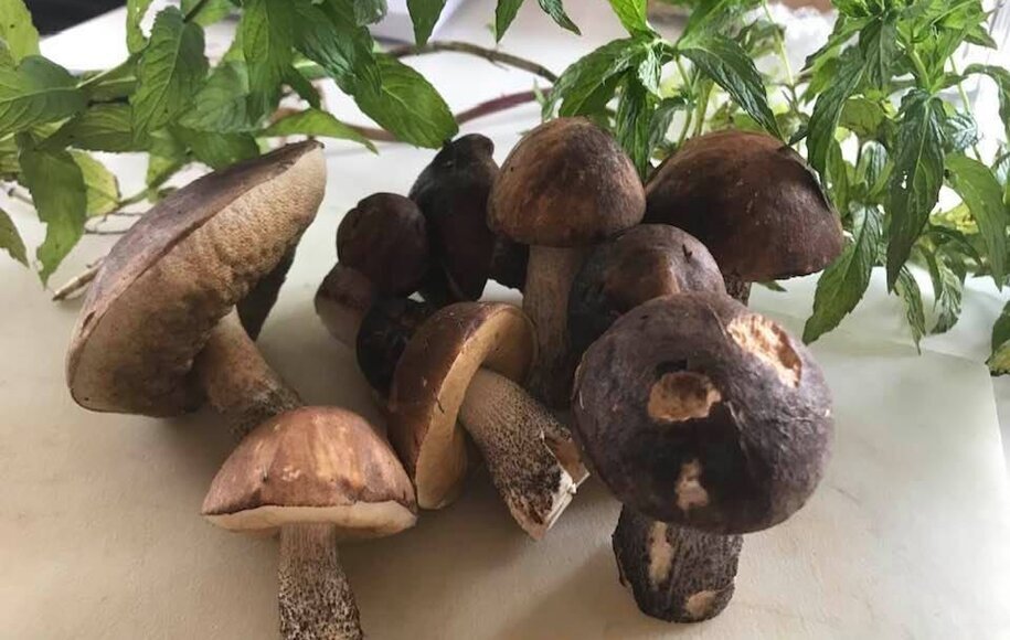 قارچ&zwnj;های بهاری که طعم مرگ دارند!