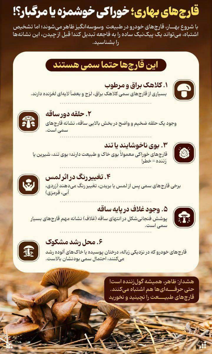 قارچ&zwnj;های بهاری که طعم مرگ دارند!