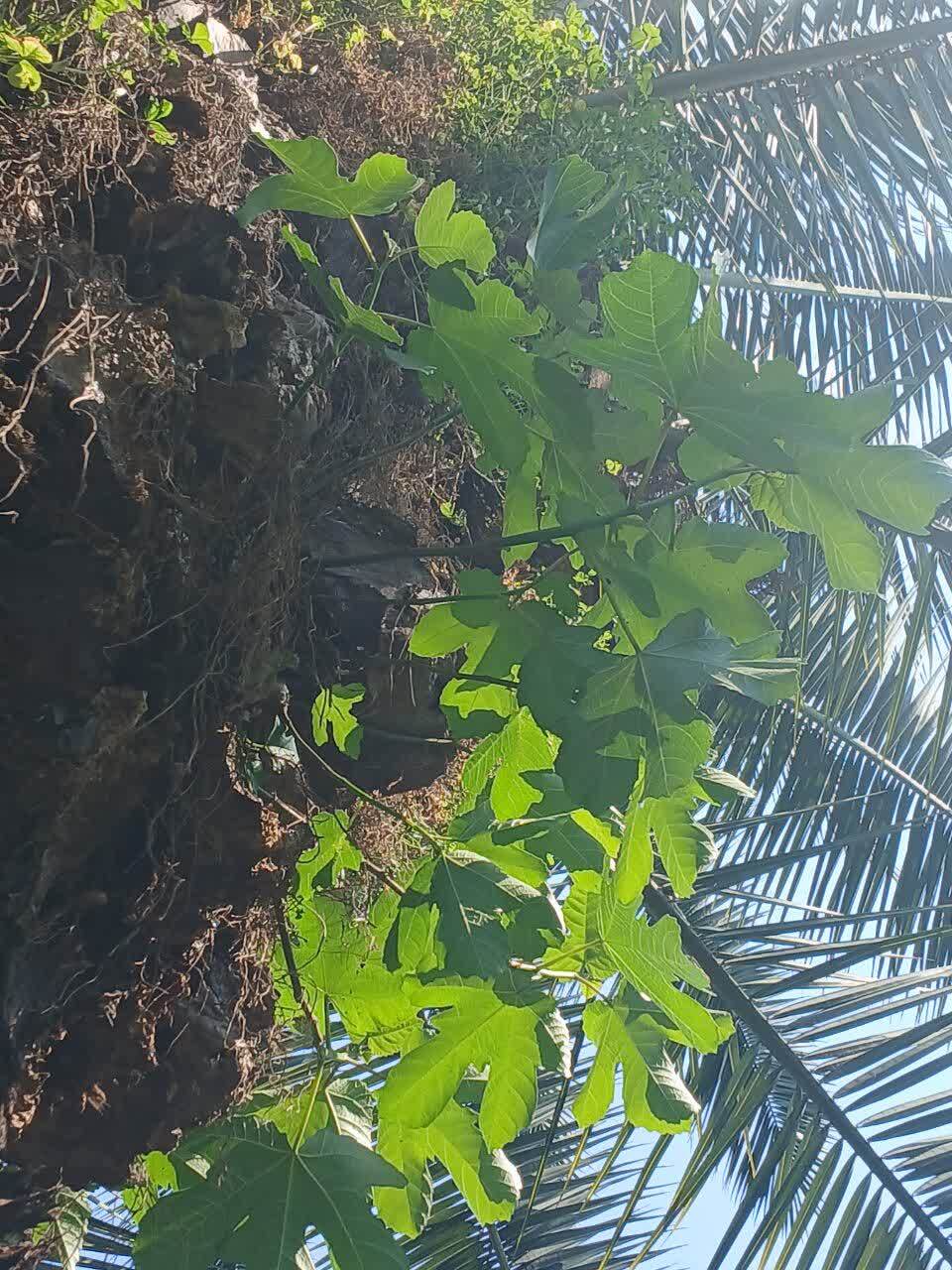 درختان انجیر در بابل