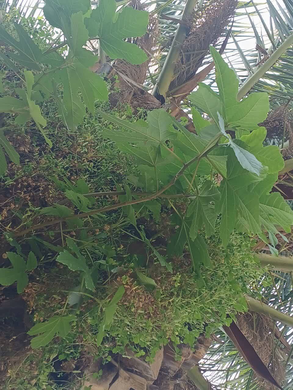 نمایی چشم نواز از درختان