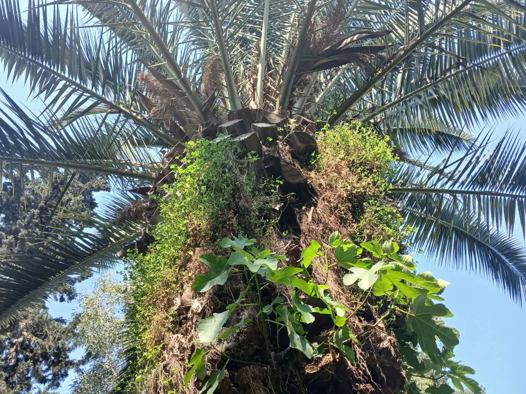 نمایی چشم نواز از درختان انجیر در بابل