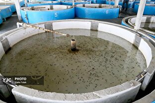 مرکز بازسازی و حفاظت از ذخایر ژنتیکی ماهیان خاویاری در گیلان