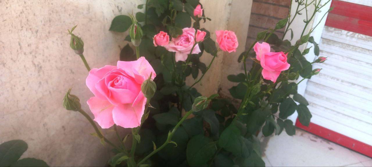 رویش گل&zwnj;های رز صورتی در لارستان