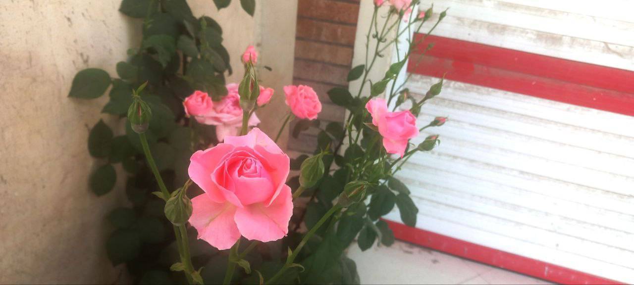رویش گل&zwnj;های رز صورتی در لارستان