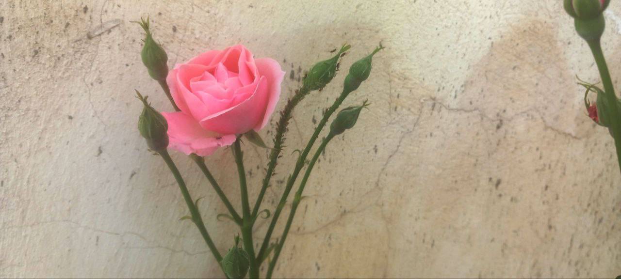 رویش گل&zwnj;های رز صورتی در لارستان