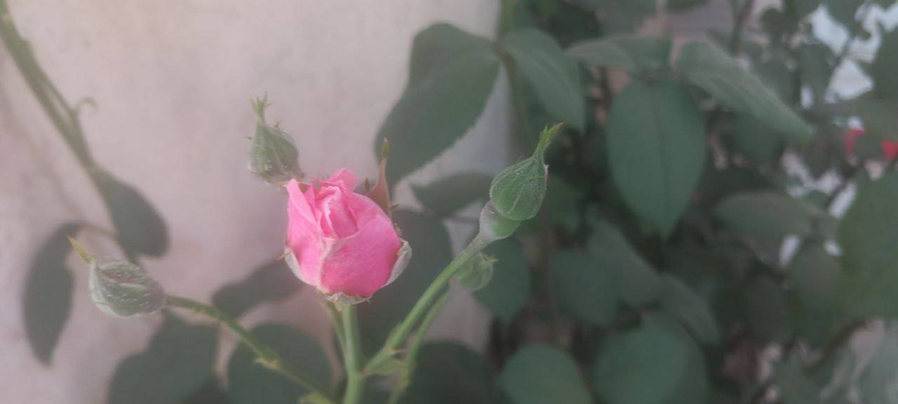قابی چشم نواز از رویش